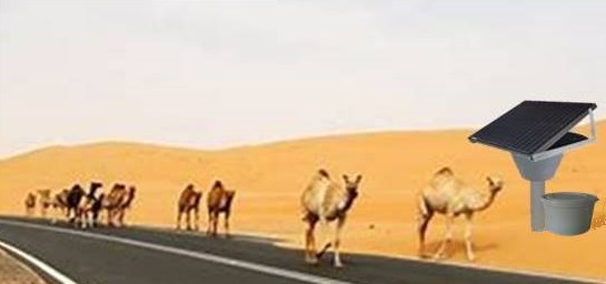 desert water station for man and his camels
